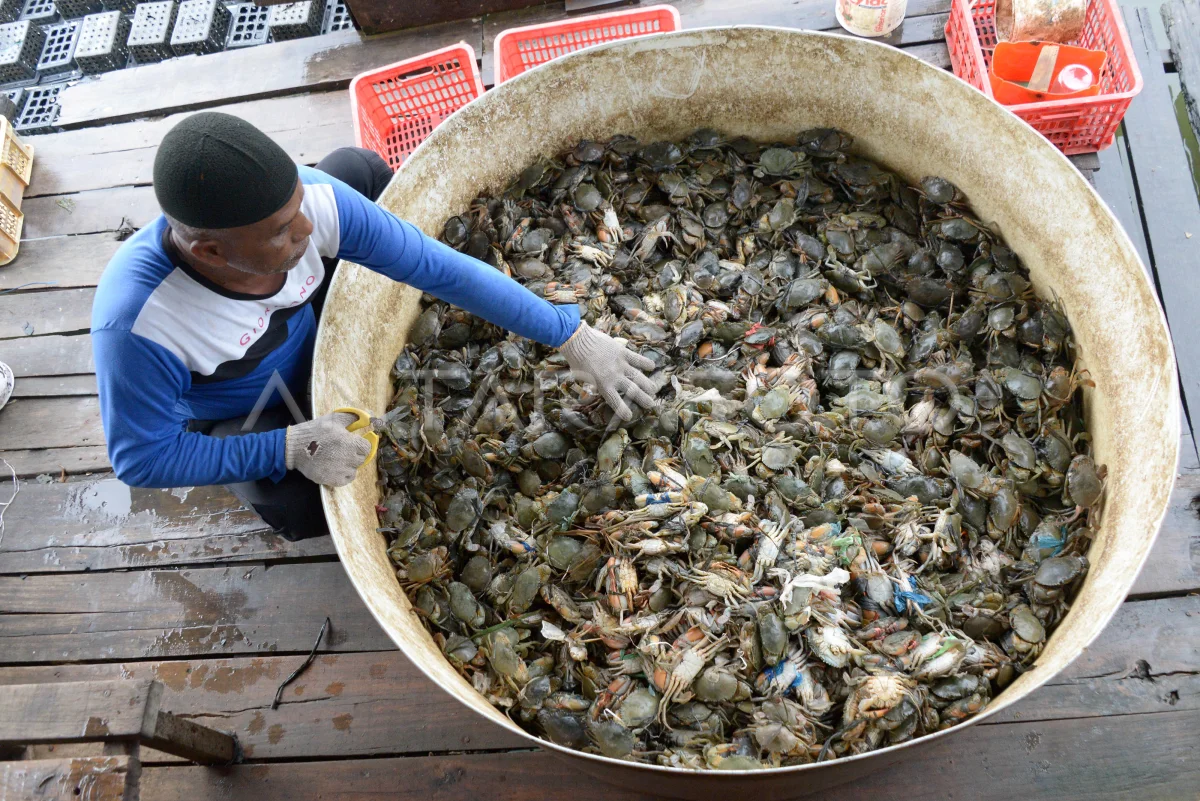 Kepiting Soka: Rahasia Rasa yang Bikin Cilacap Bergetar